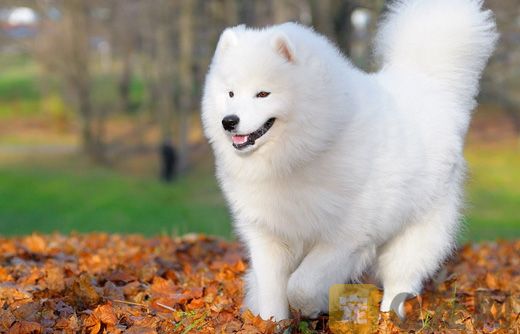 如何給薩摩耶洗澡？多久一次？